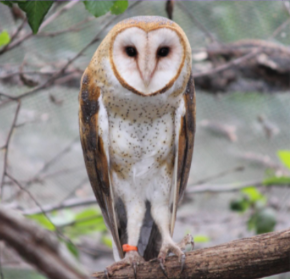 Barn Owl