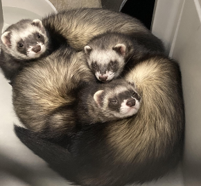 Ferrets in a circle